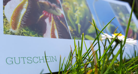 Geschenkgutschein für besondere Momente
