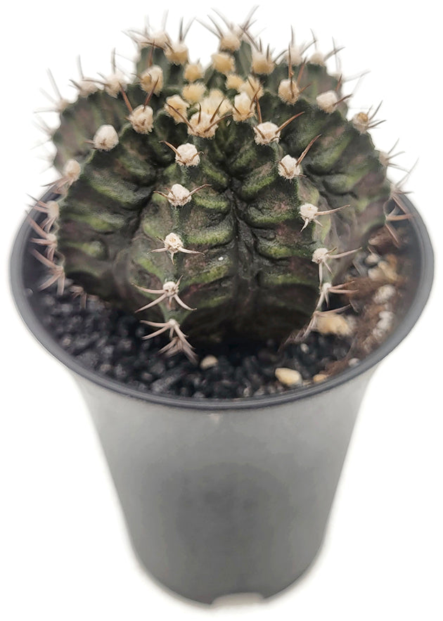 Gymnocalycium &