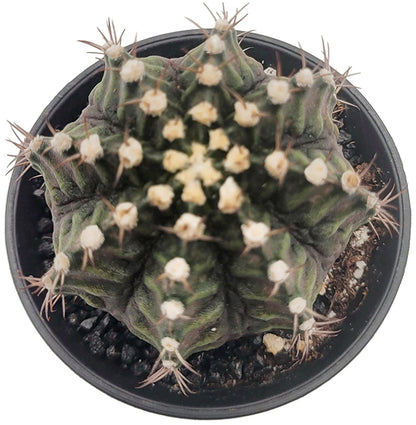 Gymnocalycium &