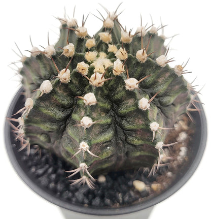 Gymnocalycium &