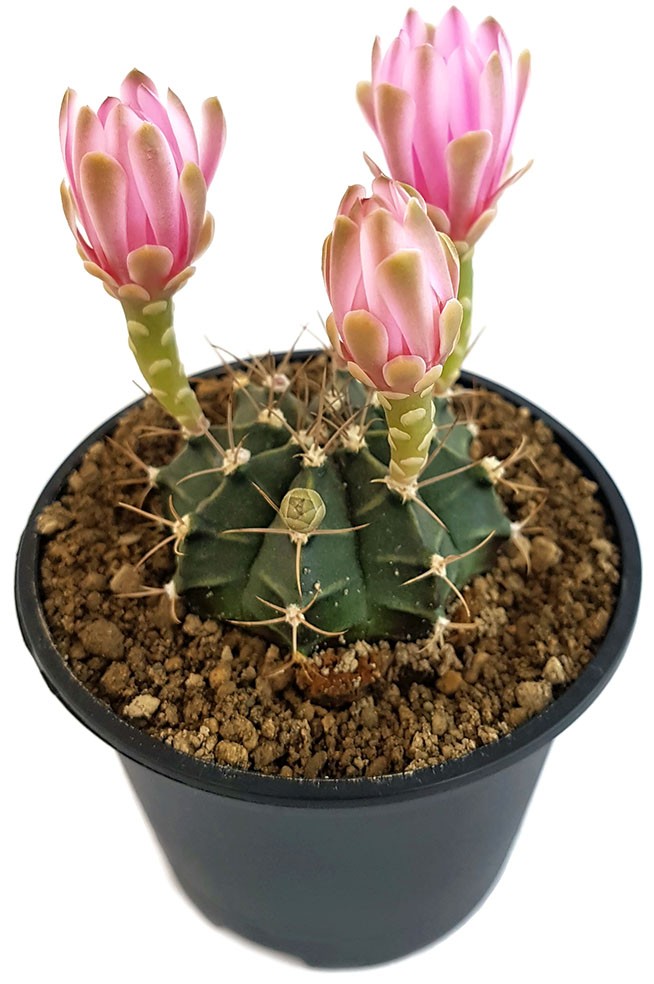 Gymnocalycium mihanovichii var. friedrichii - Kaktus