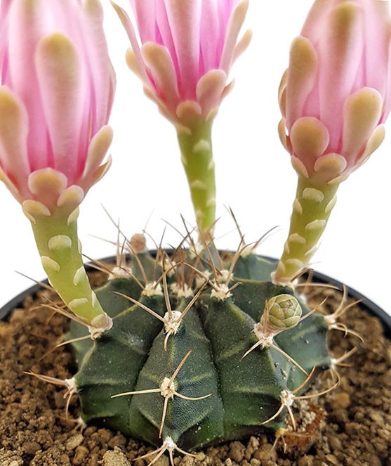 Gymnocalycium mihanovichii var. friedrichii - Kaktus