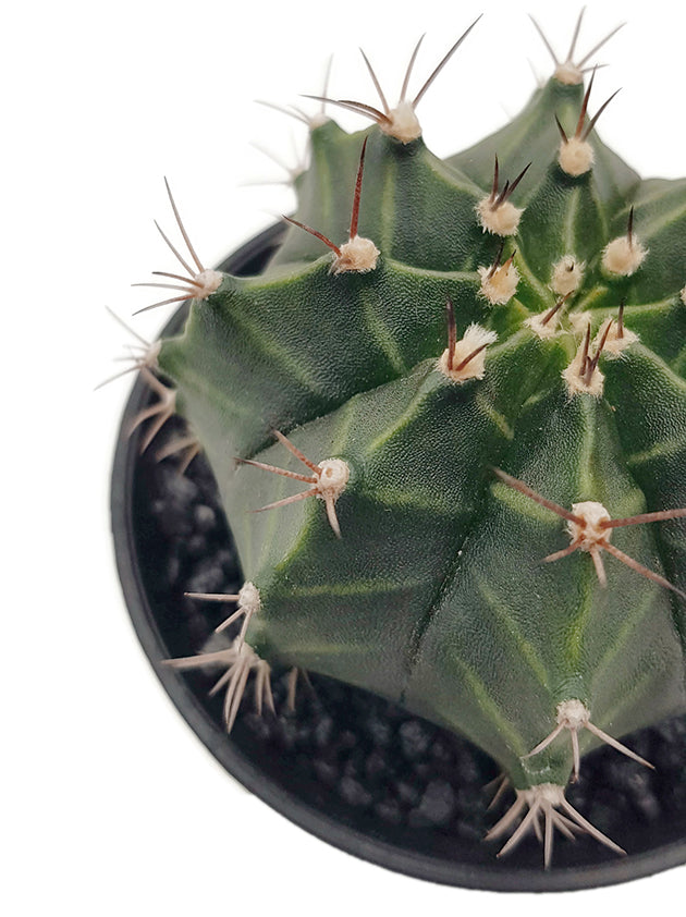 Gymnocalycium mihanovichii &