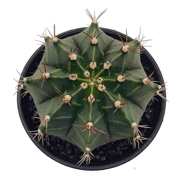 Gymnocalycium mihanovichii &