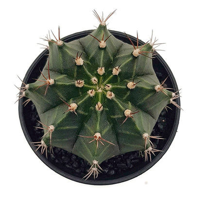 Gymnocalycium mihanovichii &