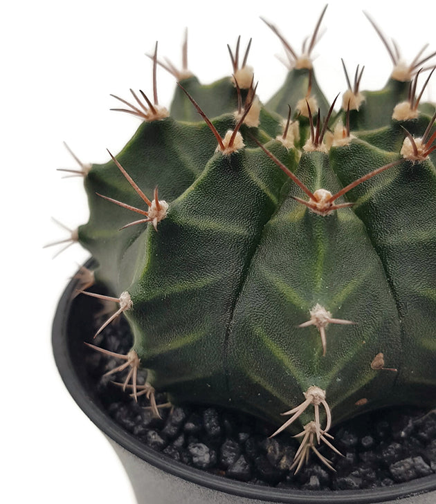 Gymnocalycium mihanovichii &