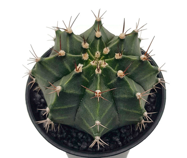 Gymnocalycium mihanovichii &