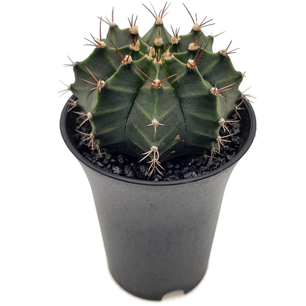 Gymnocalycium mihanovichii &