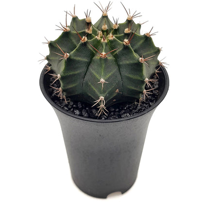 Gymnocalycium mihanovichii &