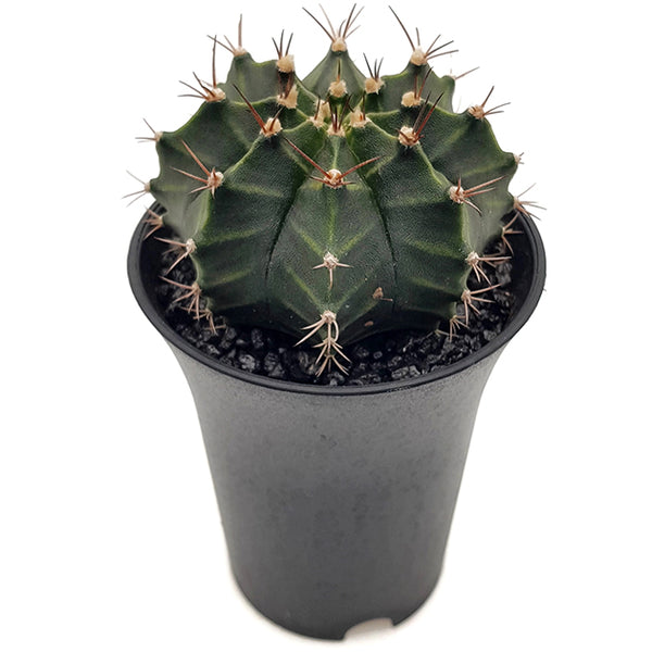 japanischer kaktus Gymnocalycium mihanovichii 'Green'