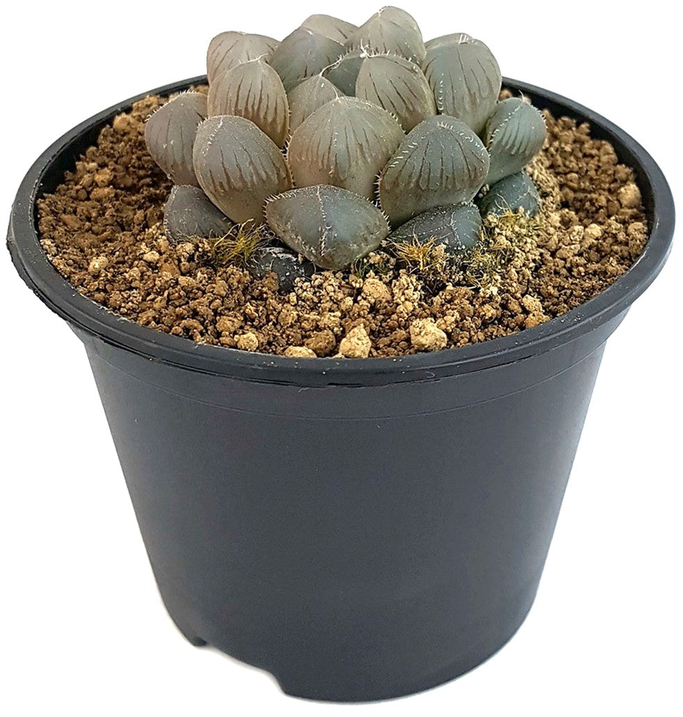 Haworthia cooperi - Sukkulente