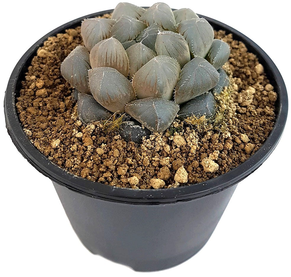 Haworthia cooperi - Sukkulente