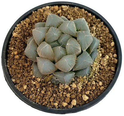 Haworthia cooperi - Sukkulente