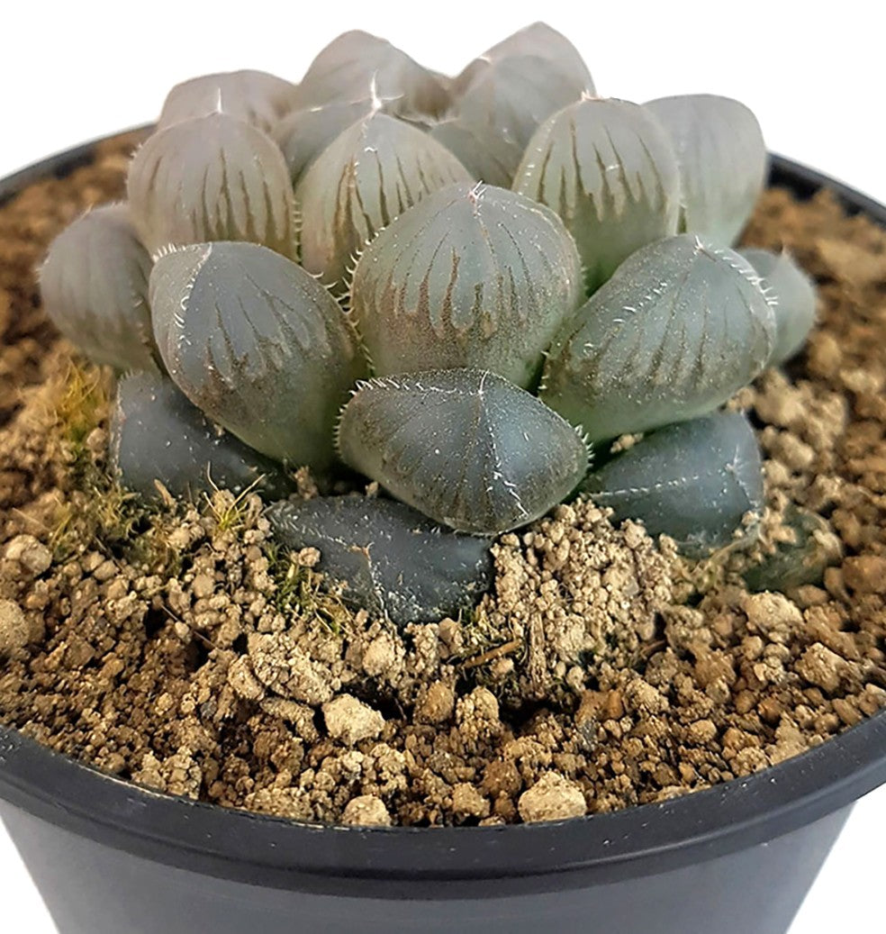 Haworthia cooperi - Sukkulente