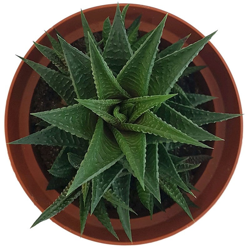 Haworthia limifolia - gekerbte Sukkulente