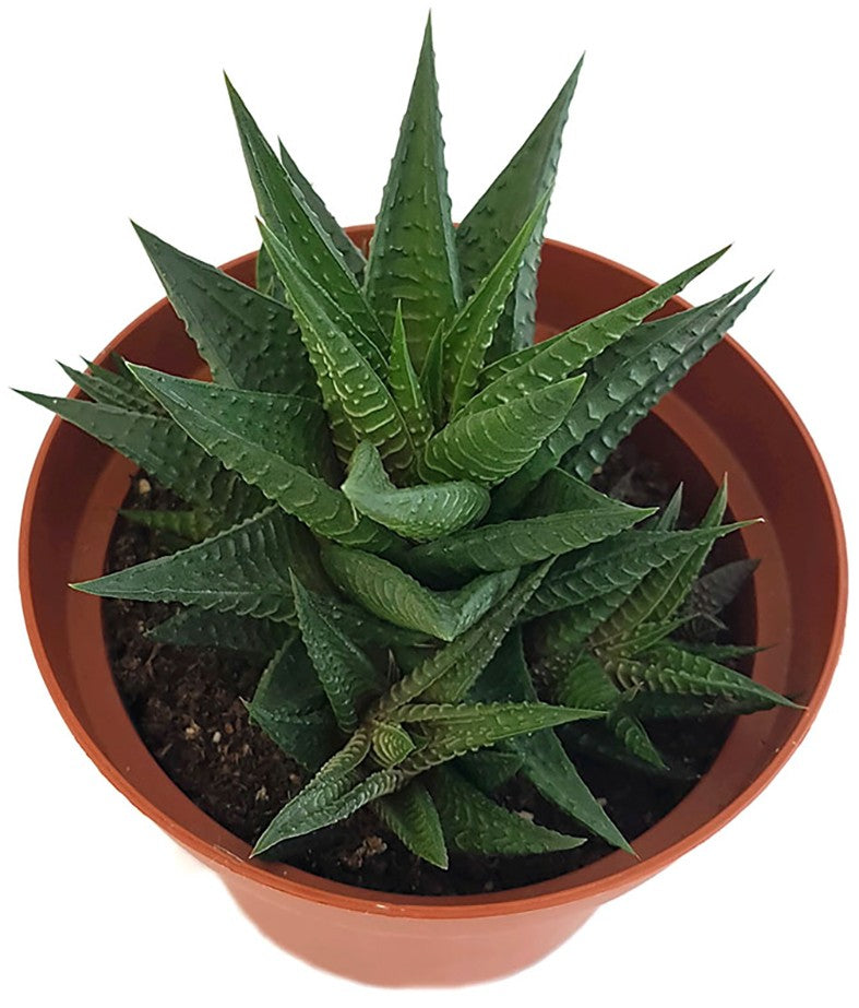 Haworthia limifolia - gekerbte Sukkulente