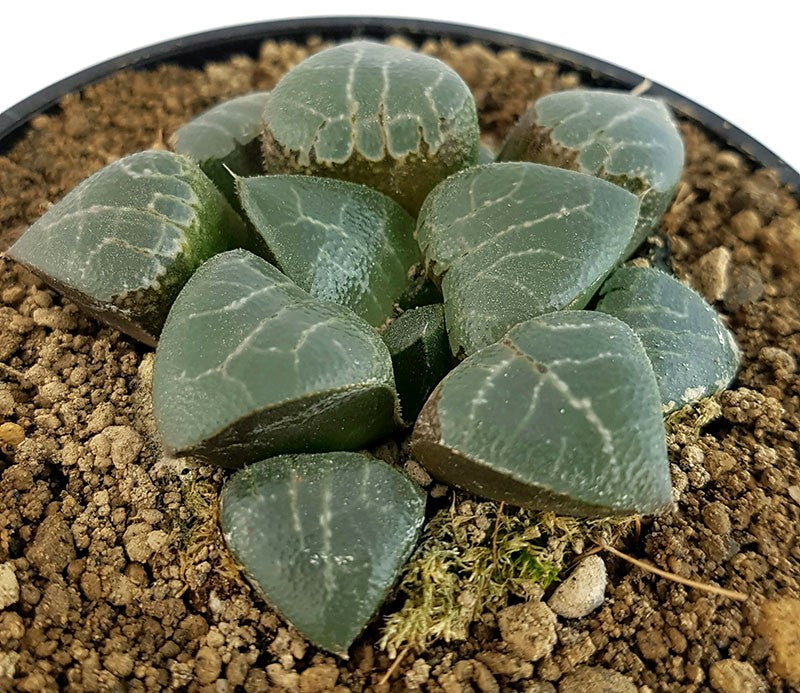 Haworthia magnifica - transparente Sukkulente