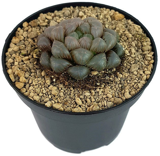 Haworthia obtusa &quot;Crystal&quot; - Sukkulente