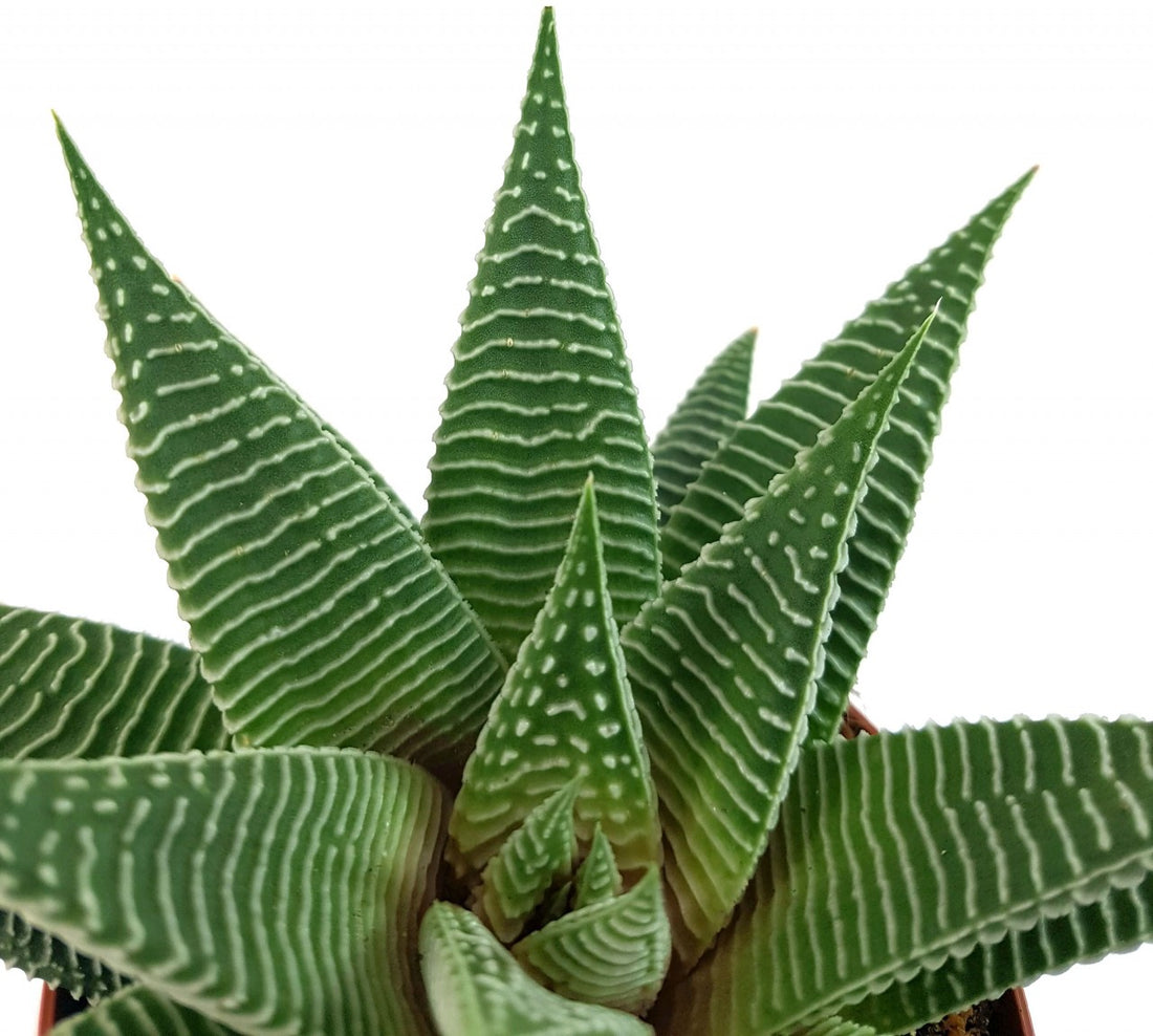 Haworthia &quot;Spider&quot; - hypnotisierende Sukkulente