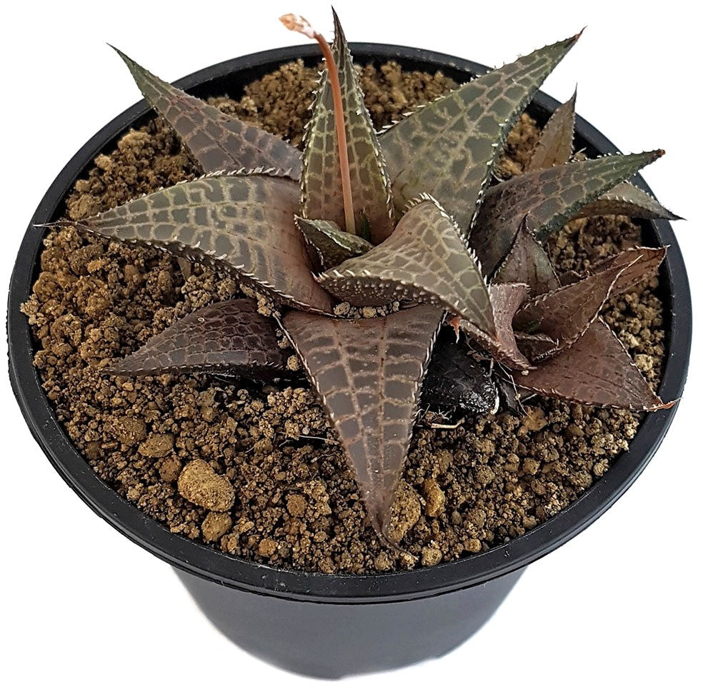 Haworthia tessellata - getarnte Sukkulente