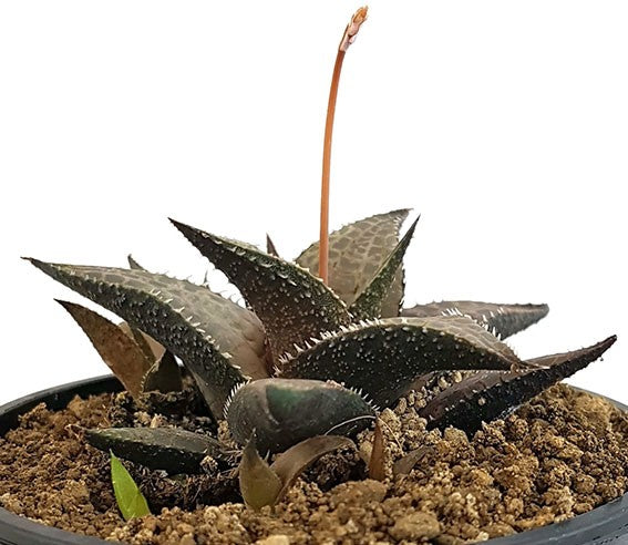 Haworthia tessellata - getarnte Sukkulente