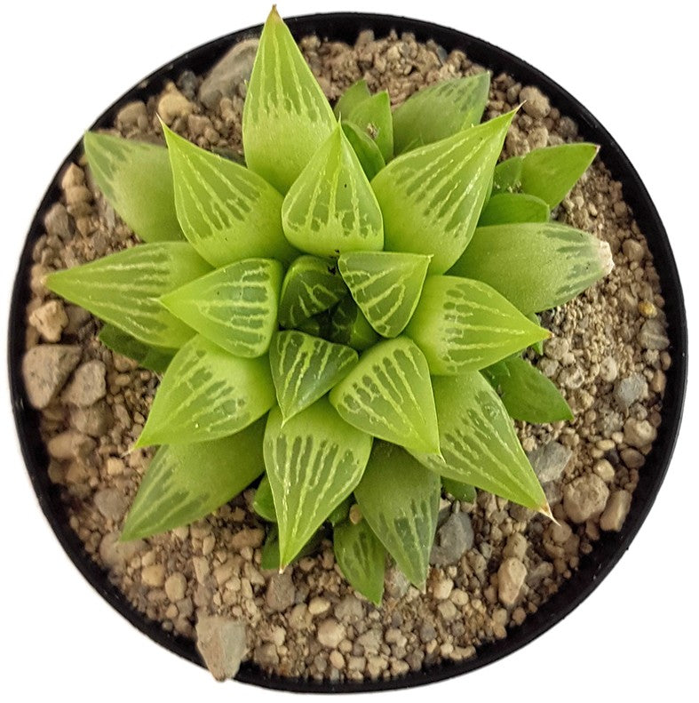 Haworthia turgida - Sukkulente