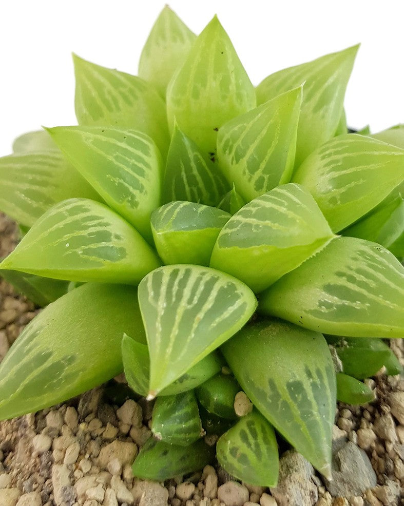 Haworthia turgida - Sukkulente