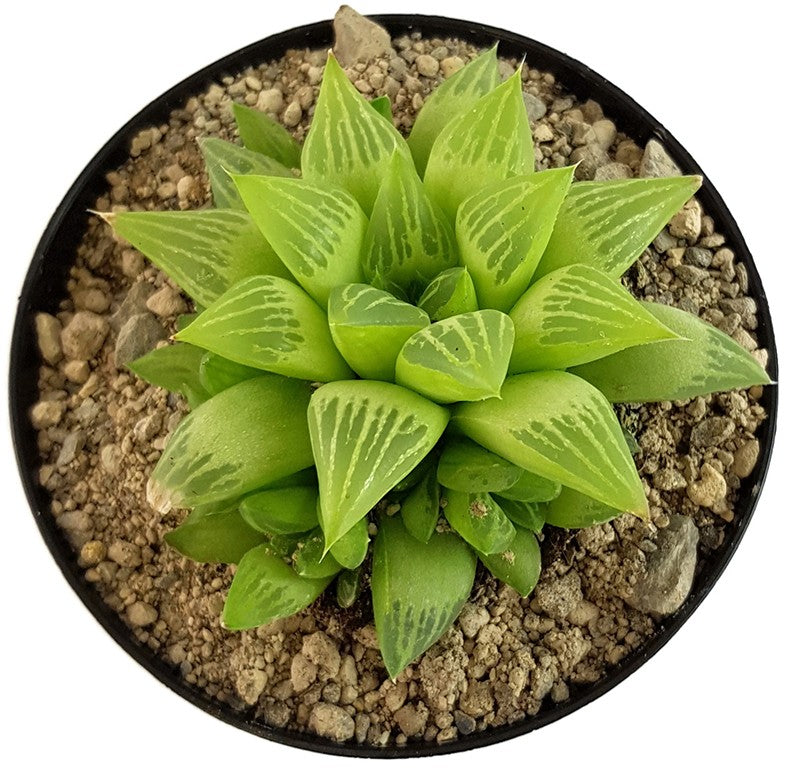 Haworthia turgida - Sukkulente