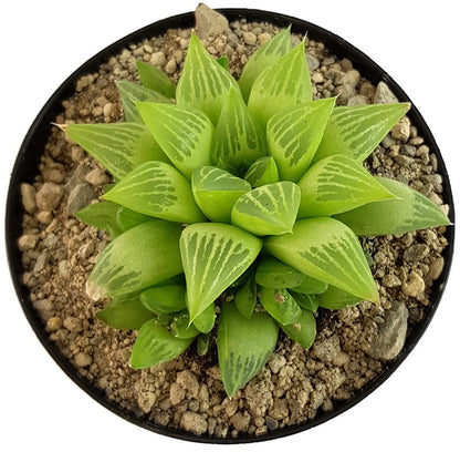 Haworthia turgida - Sukkulente