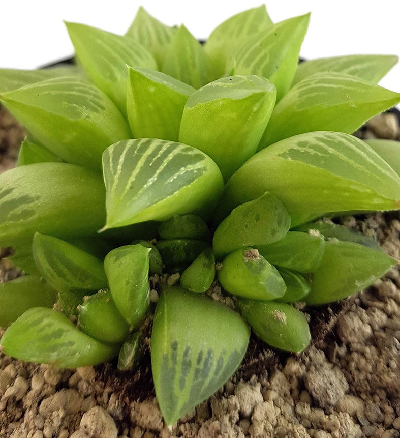 Haworthia turgida - Sukkulente