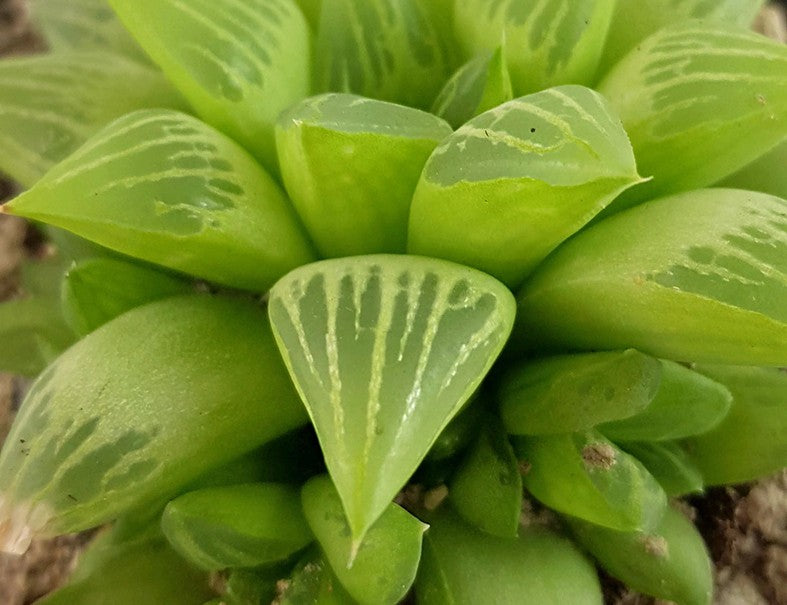 Haworthia turgida - Sukkulente