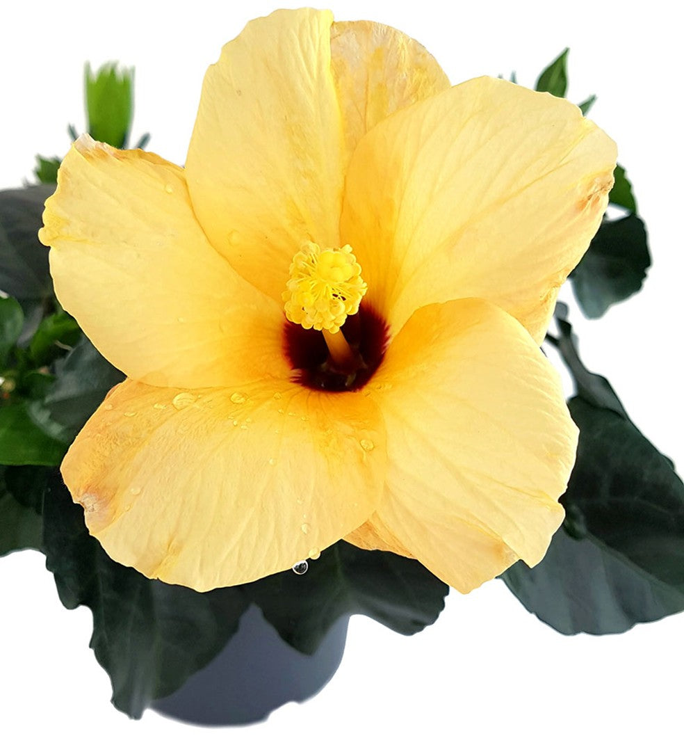 Hibiscus "Cairo Apricot" - Hawaii Hibiskus