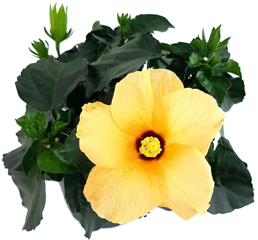 Hibiscus "Cairo Apricot" - Hawaii Hibiskus