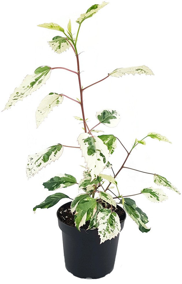 Hibiscus rosa-sinensis "variegata" - panaschierter Hibiskus