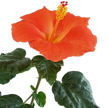 Hibiscus &quot;Orange Glow&quot; - Hawaii Hibiskus