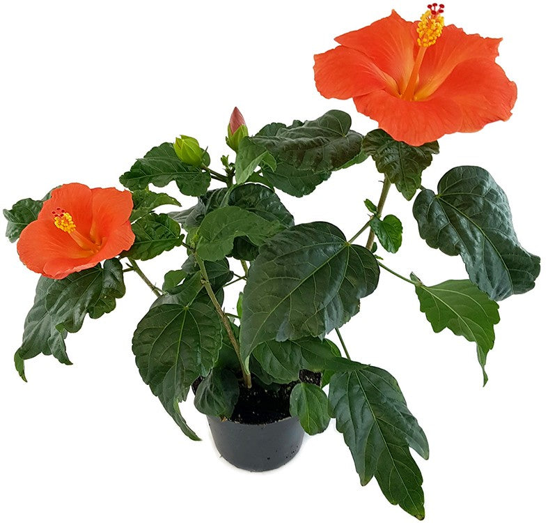 Hibiscus "Orange Glow" - Hawaii Hibiskus