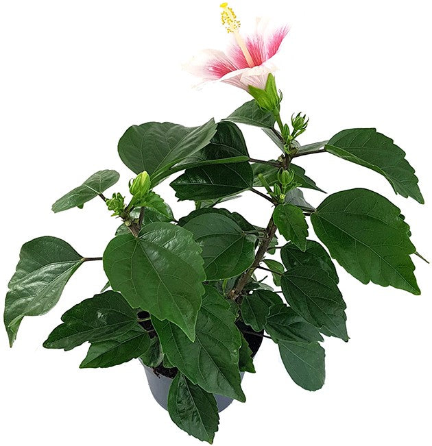 Hibiscus &quot;Pink Dream&quot;  - Hawaii Hibiskus