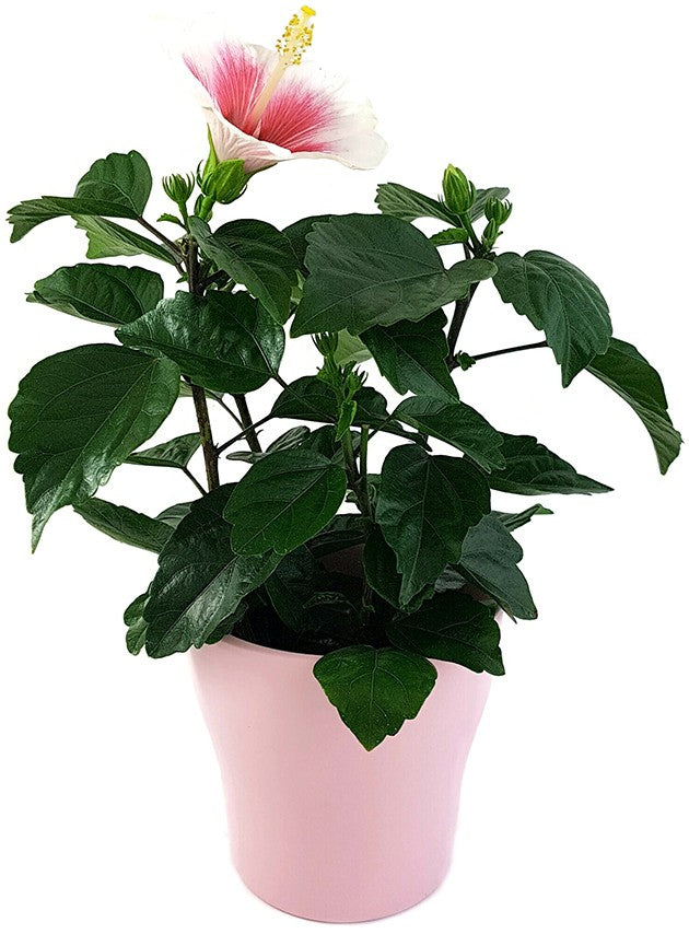 Hibiscus "Pink Dream"  - Hawaii Hibiskus