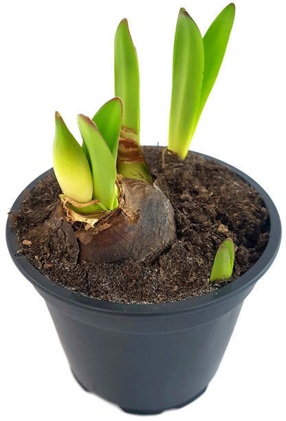 Hippeastrum &quot;Red Garden&quot; - dunkelrote Amaryllis