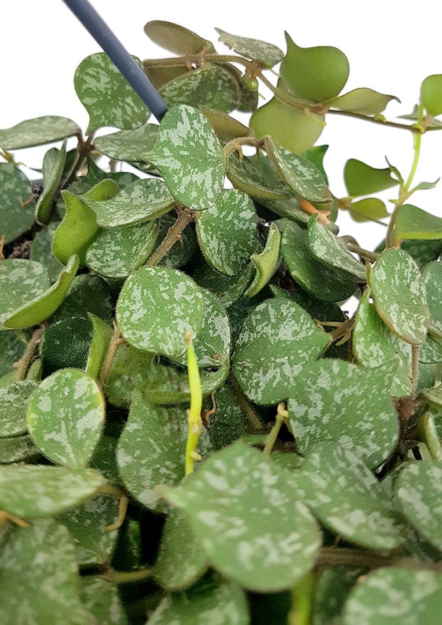 Hoya curtisii - stilvolle Porzellanblume