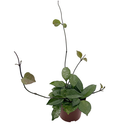 Hoya carnosa &