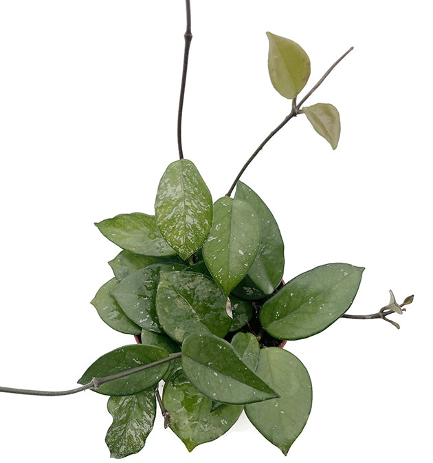 Hoya carnosa &