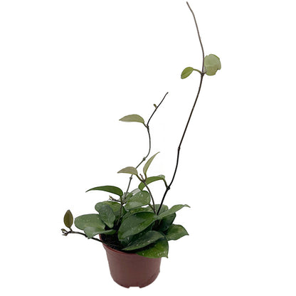 Hoya carnosa &