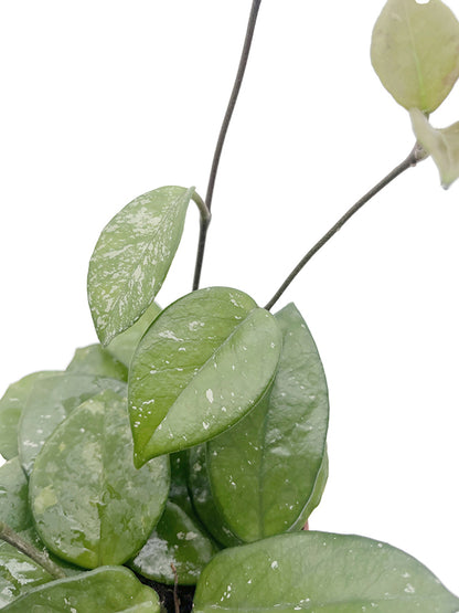 Hoya carnosa &