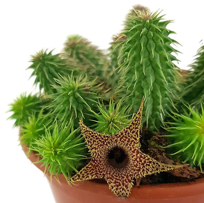 Stapelia Huernia pillansii - Aasblume