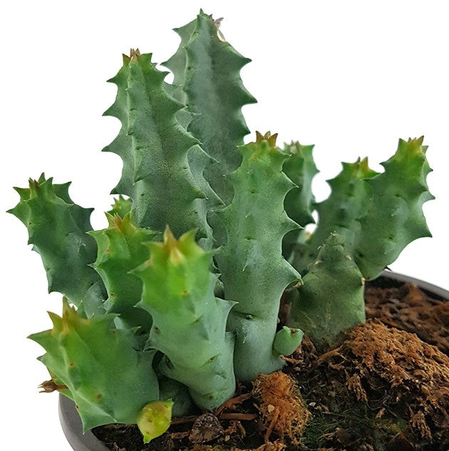 Stapelia Huernia primulina - Aasblume