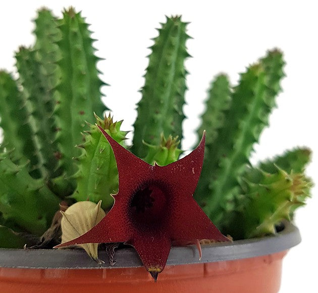 Stapelia Huernia schneideriana - Aasblume