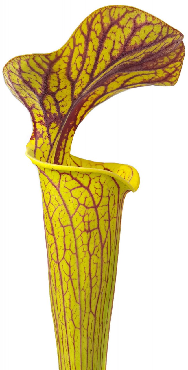 Sarracenia cv. &quot;Hugh Jampton&quot; MK H194