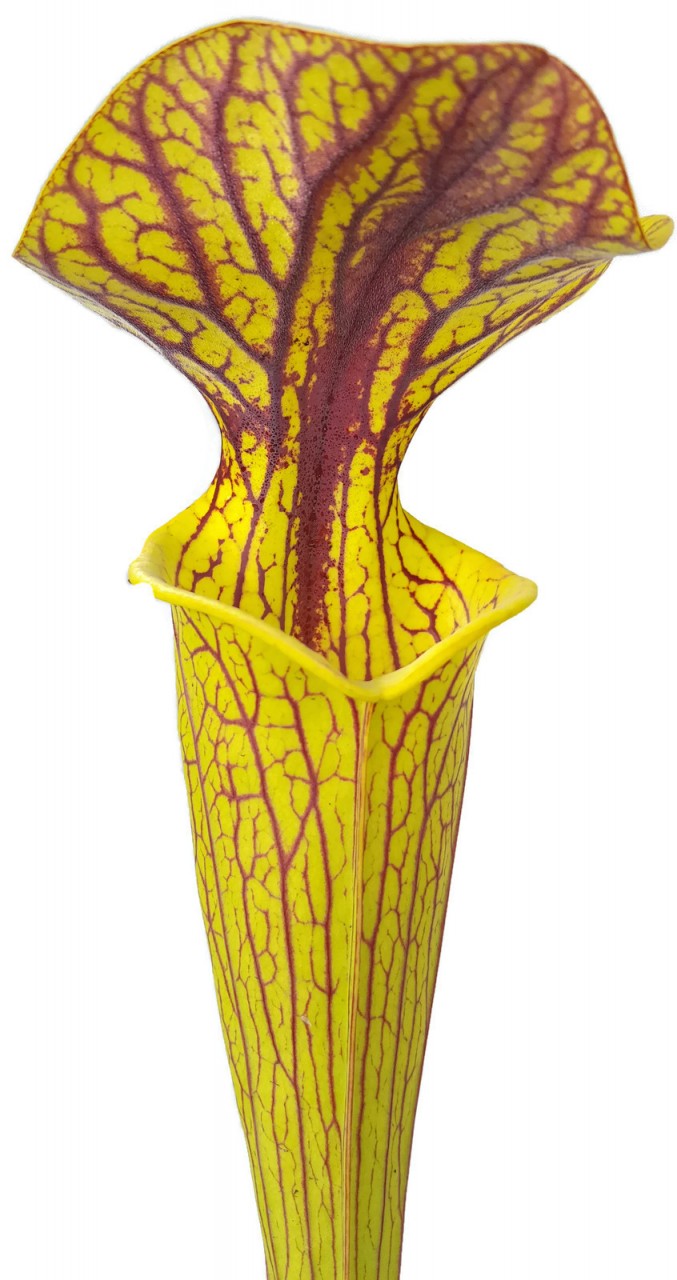 Sarracenia cv. &quot;Hugh Jampton&quot; MK H194