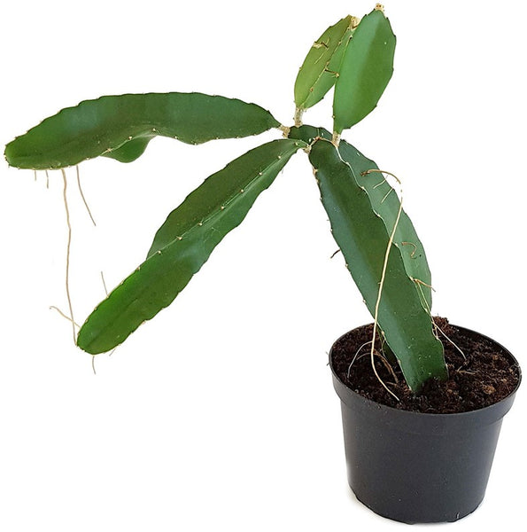 Hylocereus undatus